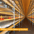 H Type Broiler Cage System